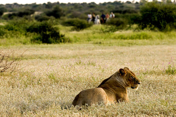 safari équestre à Mashatu