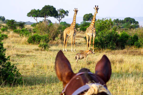 Safari équestre au Botswana