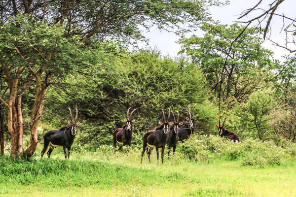 Safari équestre au Zimbabwe
