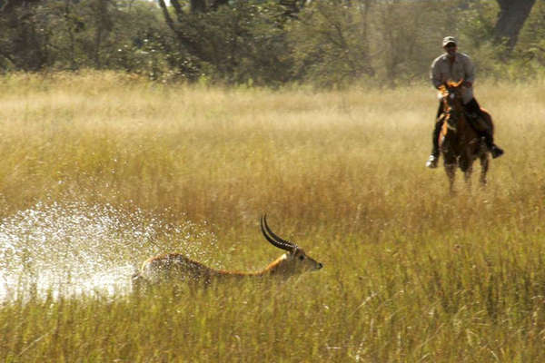 Séjour à cheval Okavango