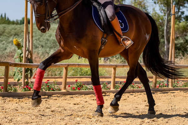 Séance de dressage à cheval