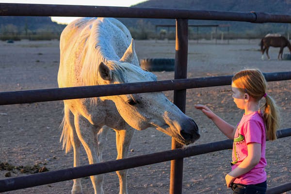 Séjour à cheval aux Etats-Unis