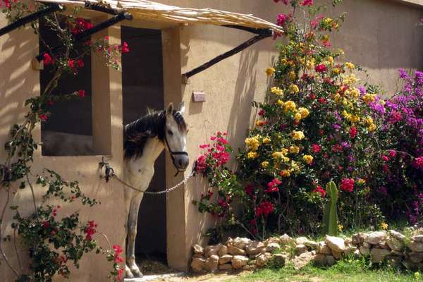 Ranch équestre au Maroc