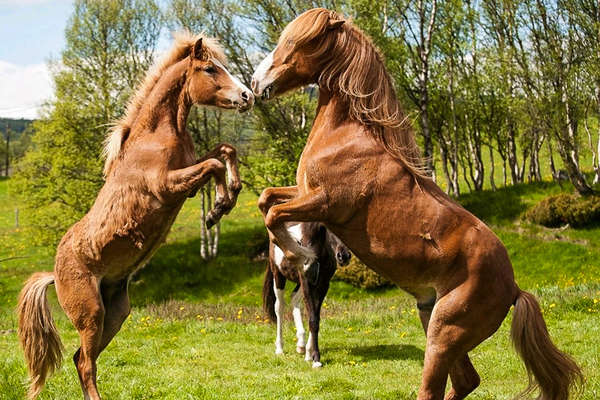 Norvège à cheval en été
