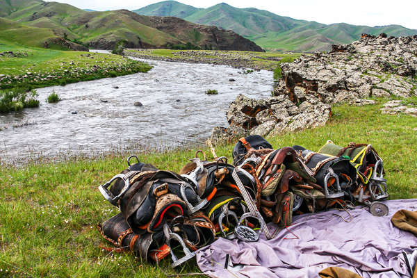 Selles en Mongolie