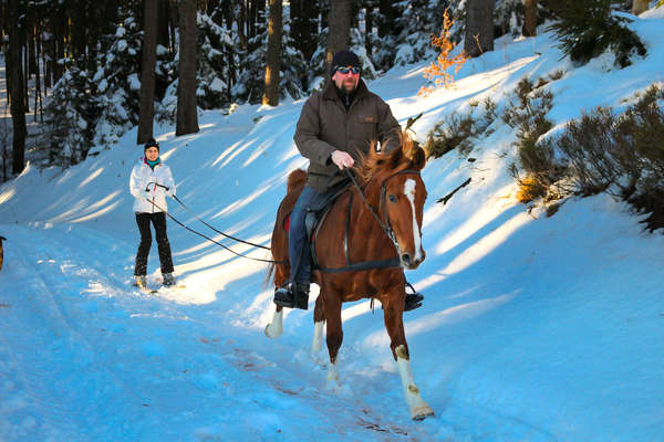 Skijoring dans les Vosges