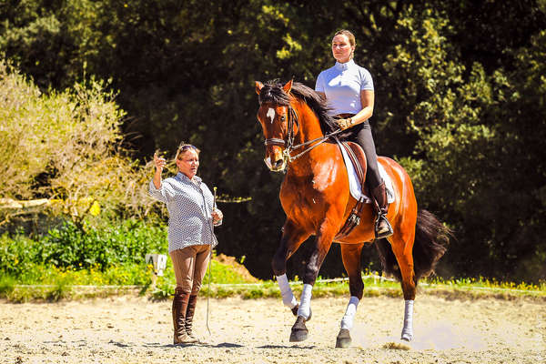 Stage de dressage