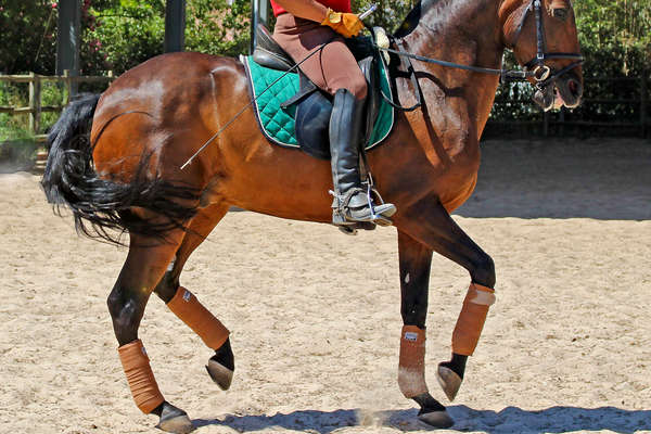 Stage de dressage à Golega