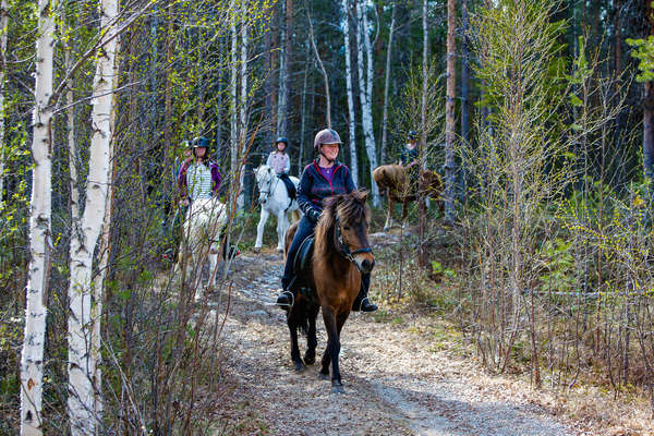 Sur les sentiers de Laponie à cheval
