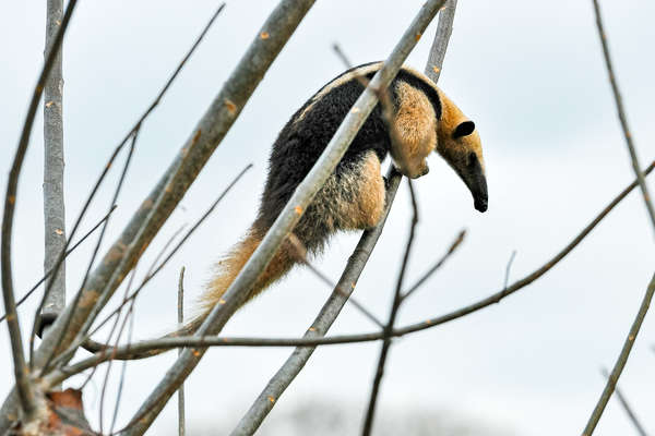 Tamandua du Mexique