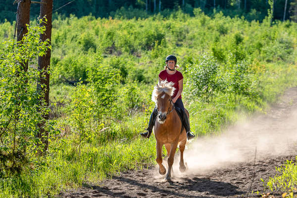 Tölt dans les chemins de Suède