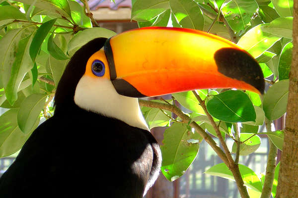 Toucan au Brésil