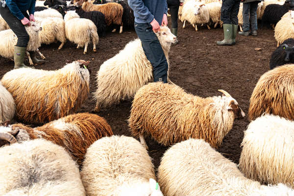 Traditions en Islande