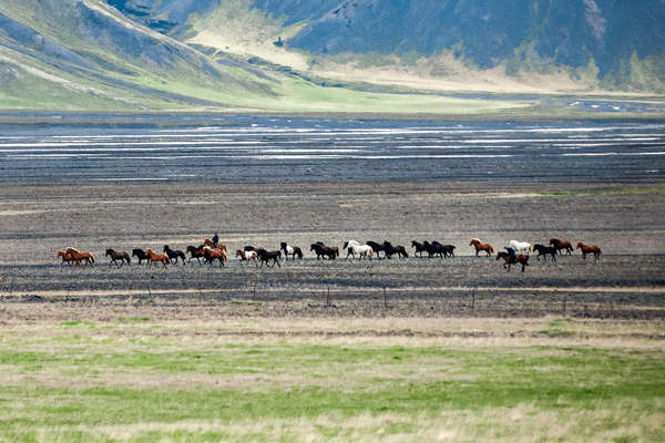 Transhumance de chevaux au tölt