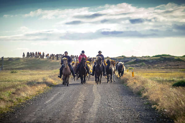 Transhumance de chevaux en Islande