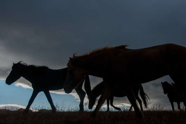 Transhumance de chevaux en Islande