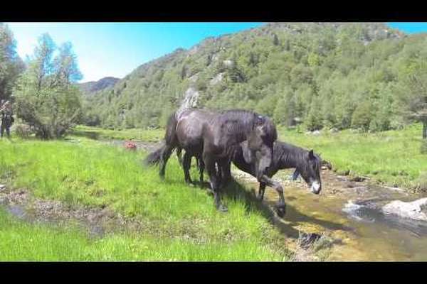 Transhumance des Merens dans les Pyrenees