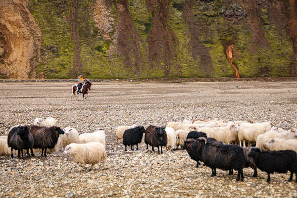 Transhumance des moutons en Islande