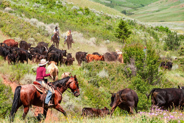 Travail avec le bétail du Montana