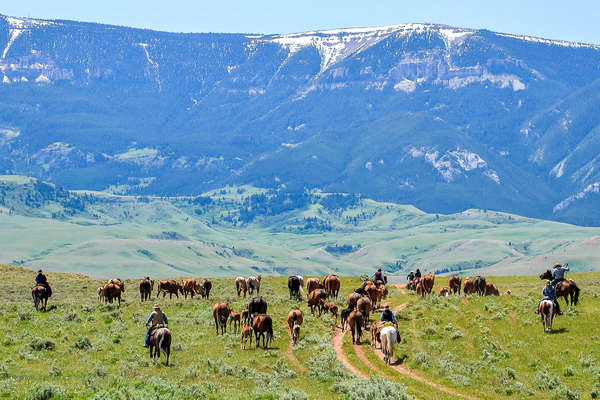 Travail avec les cowboys du Montana