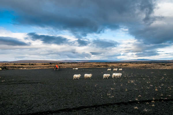 Travail avec les fermiers du Landmannalaugar