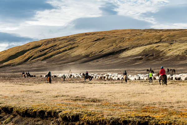 Travail avec les moutons islandais