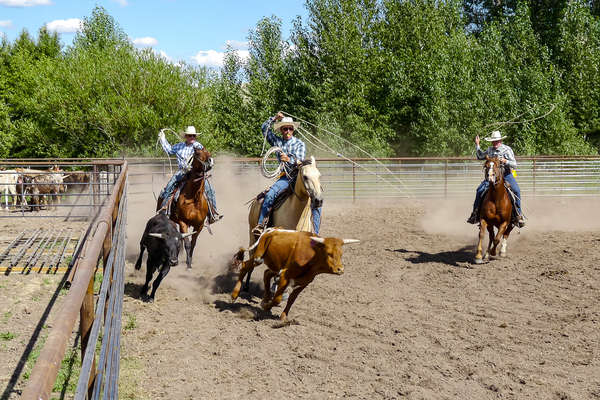 Travail de cowboys dans le Montana