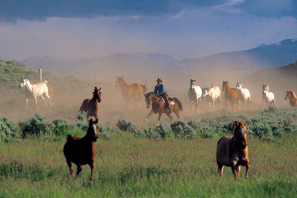 Travail des chevaux au Wyoming