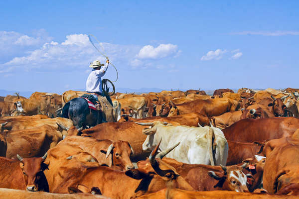 Travail des cowboys au Colorado