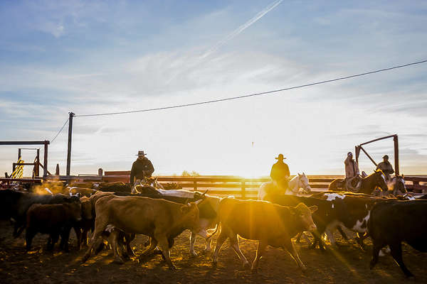 Travail du bétail dans le Colorado