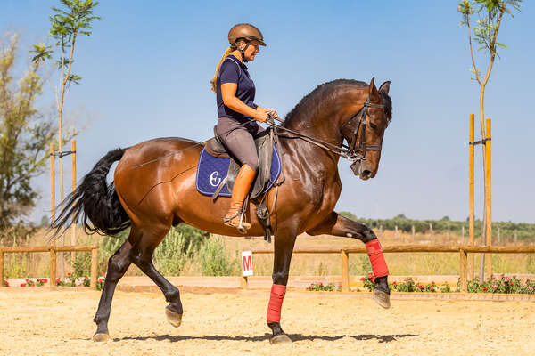 Travail du passage en dressage à cheval