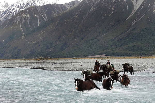 Chevaux et Nouvelle-Zélande