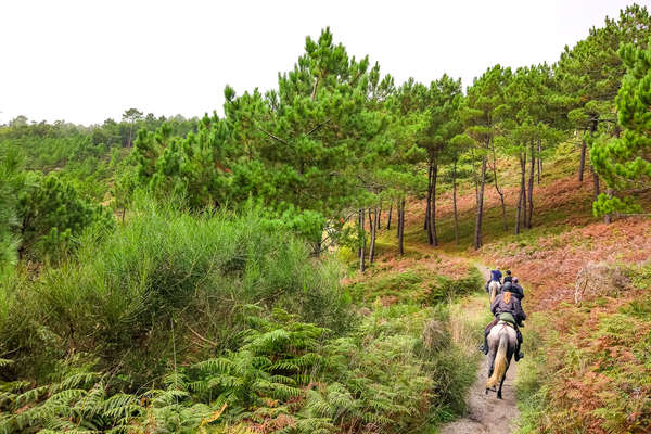 Traversée d'une forêt pour ces cavaliers