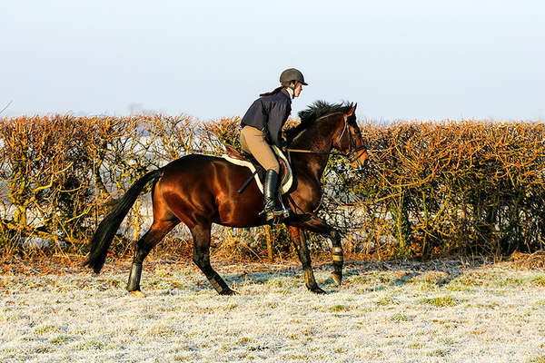 Jeune cavalier en Angleterre