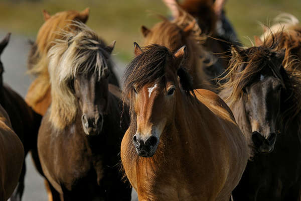Troupeau de chevaux en Islande