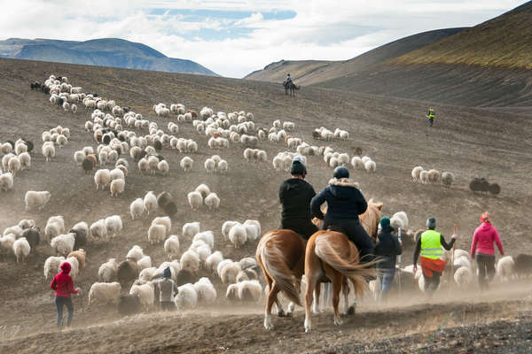 Troupeau de moutons en Islande
