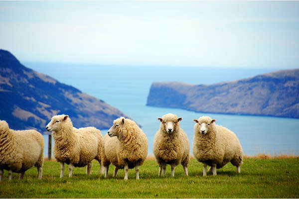 Nouvelle-Zélande et moutons