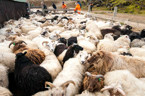Troupeau de moutons islandais