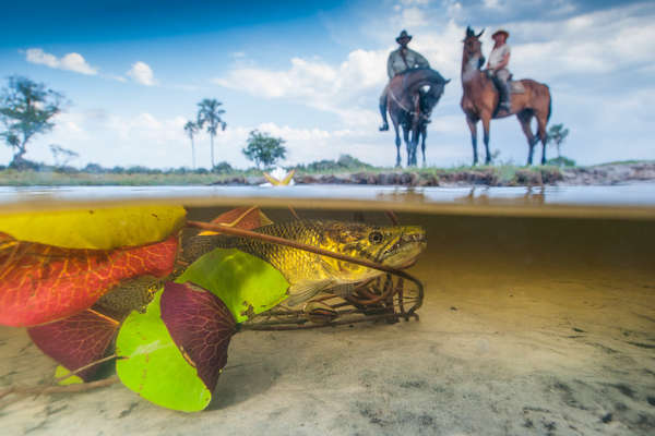 Un brochet dans l'Okavango observe des cavaliers
