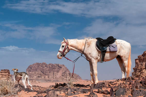 Un pur sang arabe au repos dans le désert