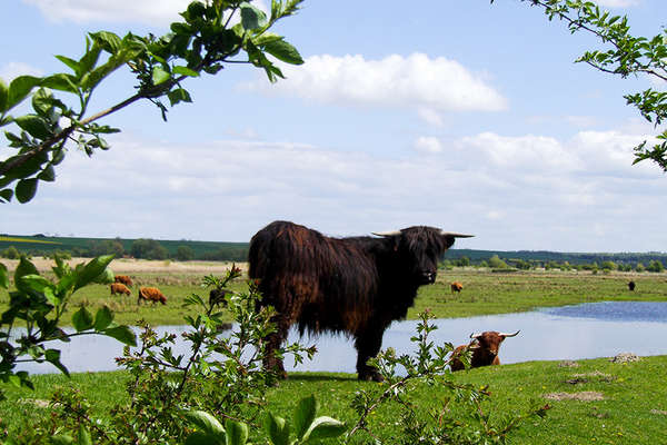 vaches dans la baie de Somme