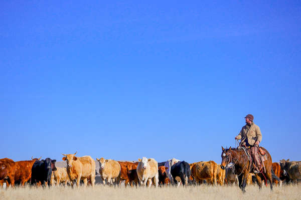Vaches du colorado - Séjour en ranch