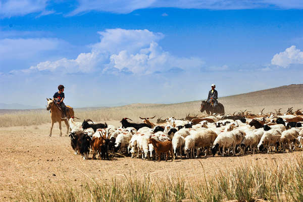 Vie de cavaliers en Mongolie