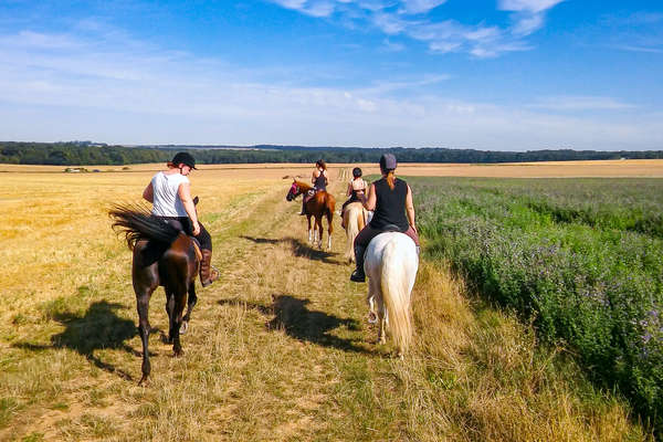 Vignes et chevaux en Champagne