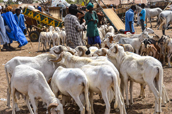 Visite du Sénégal à cheval