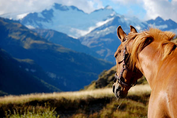 cheval et Nouvelle-Zélande