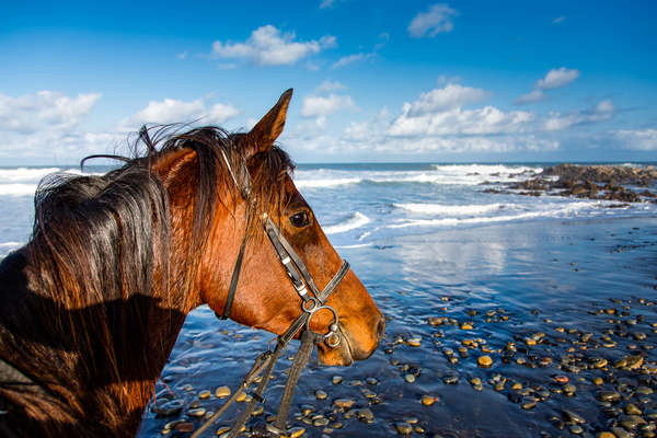 Wild Coast à cheval