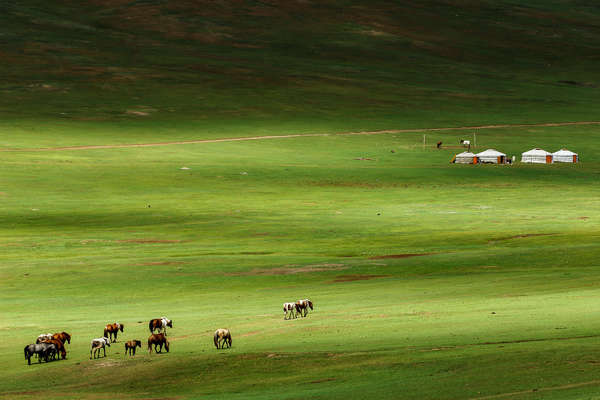 Yourte et chevaux en Mongolie