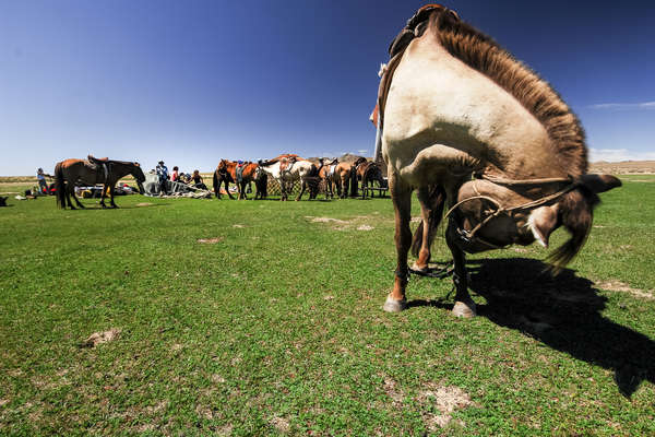 Yourte et chevaux en Mongolie