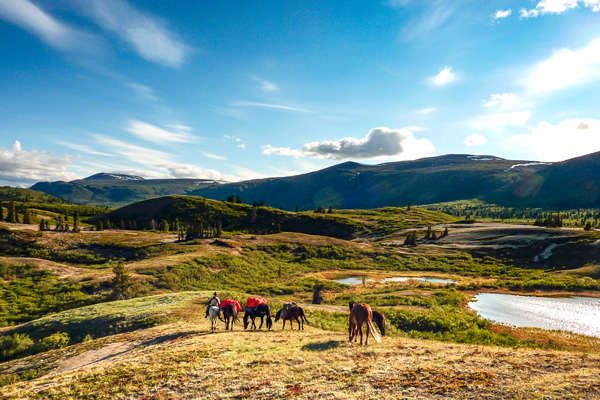 Yukon et chevaux